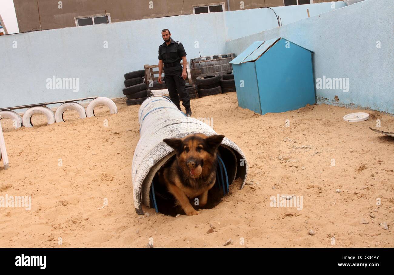La città di Gaza, Striscia di Gaza, Territori palestinesi. Xvii Mar, 2014. Un gestore di palestinese addestra un cane a una polizia dog training center di Gaza City Marzo 17, 2014. Una polizia dog training center creato da anti-drug unit nella Striscia di Gaza in early 2012, include 16 cani di polizia per lavorare in tutta la striscia di Gaza, dove è stato utilizzato per la prima volta alcuni giorni fa per rilevare i trafficanti di droga Credito: Mohammed Asad/immagini APA/ZUMAPRESS.com/Alamy Live News Foto Stock