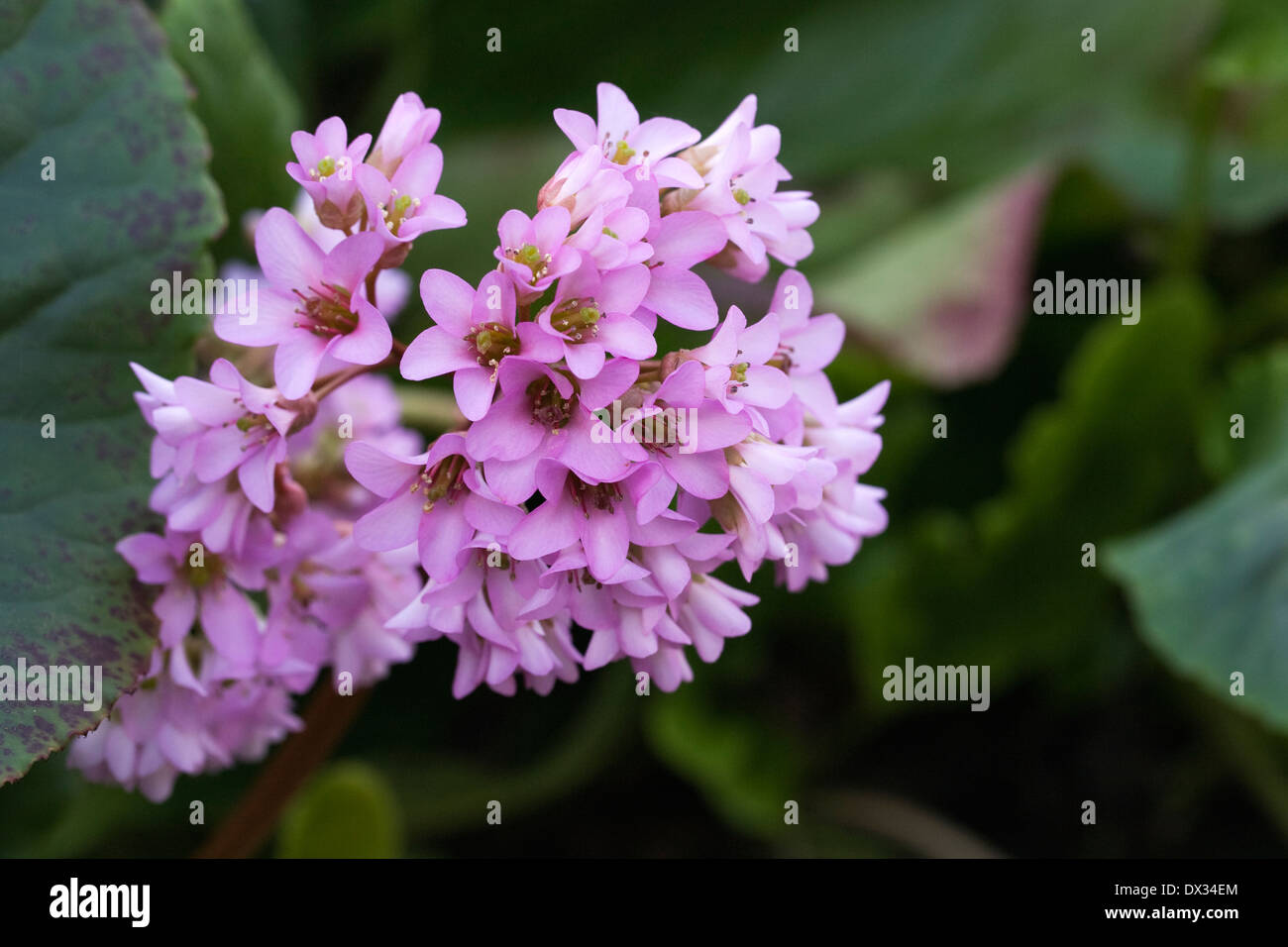 Bergenia cordifolia fiori nel tardo inverno. Foto Stock