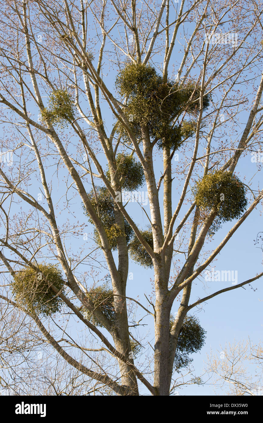 Viscum album. Vischio in un inverno Poplar Tree nella campagna inglese. Regno Unito Foto Stock
