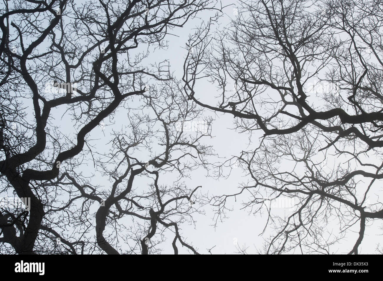 Quercus. Albero di quercia rami silhouette nel brumoso paesaggio inglese Foto Stock