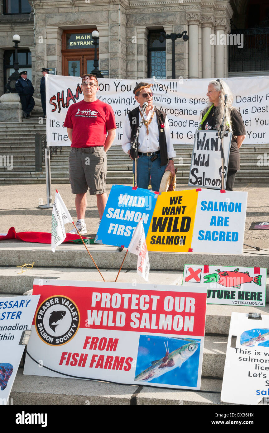 Protesta contro il salmone di allevamento pratiche con Alexandra Morton, British Columbia legislatura passi. Foto Stock