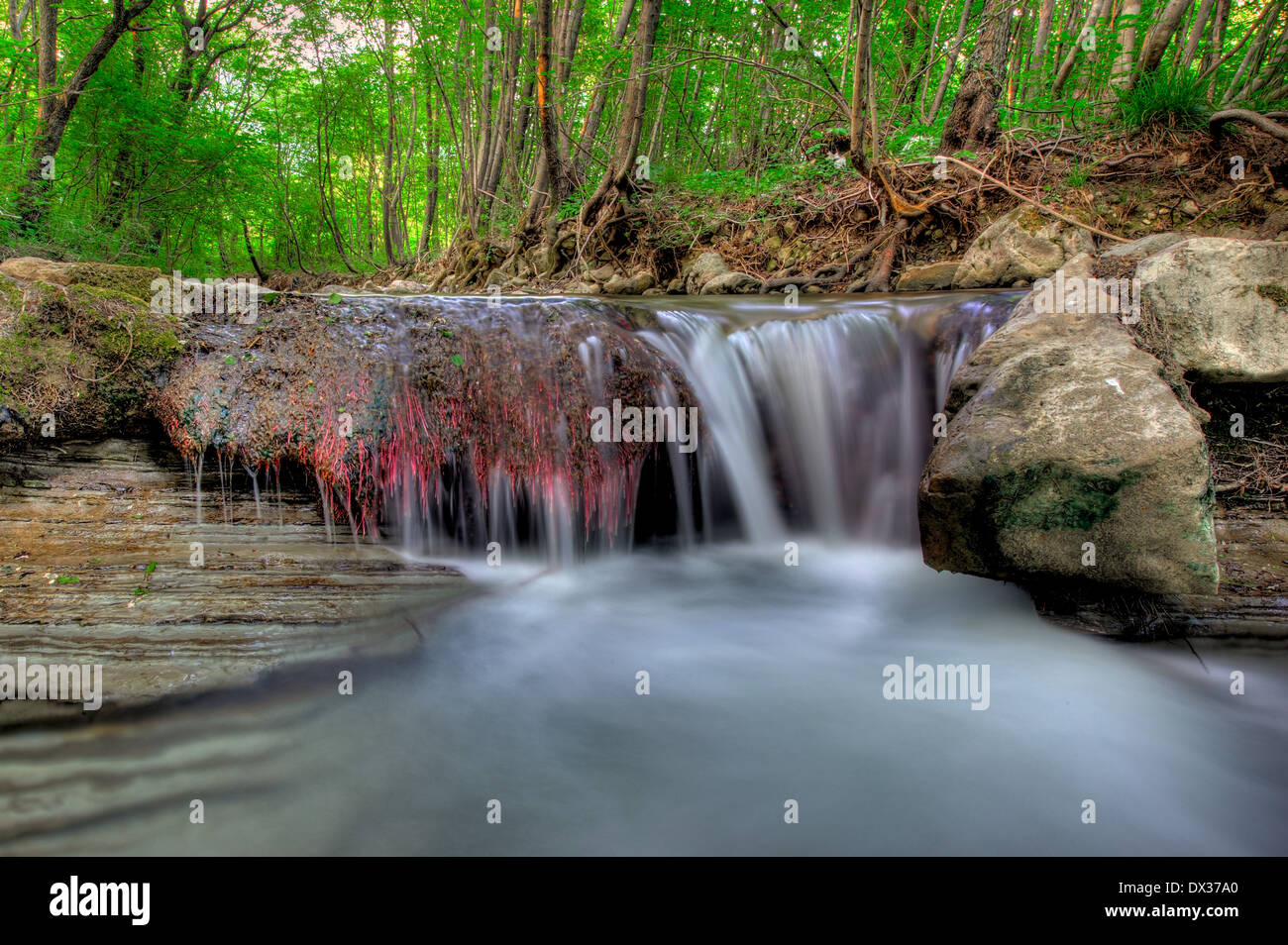 Cascata su un torrente nel bosco Foto Stock