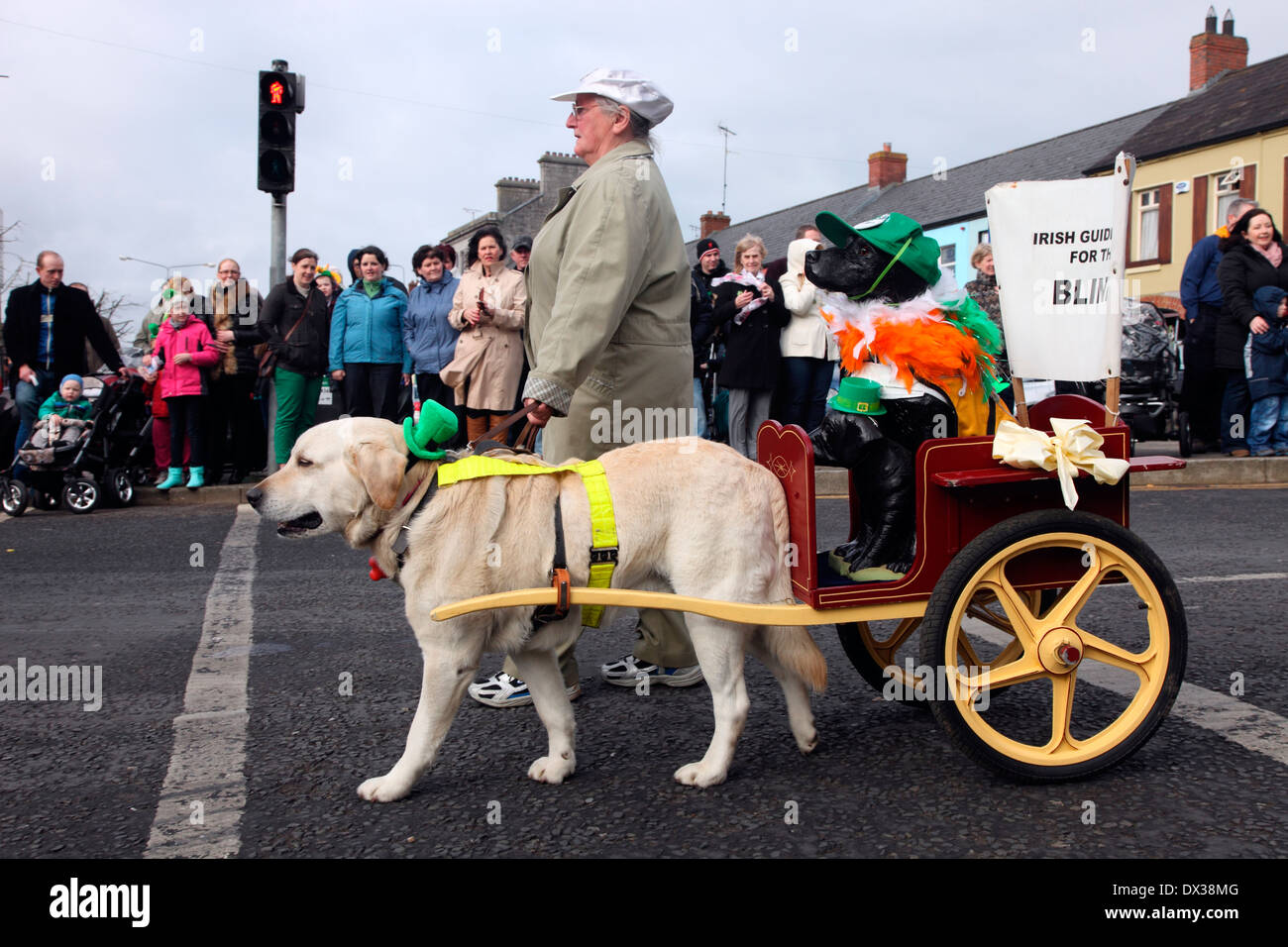 Cane Guida in il giorno di san patrizio parata in carrickmacross contea di Monaghan Irlanda Foto Stock