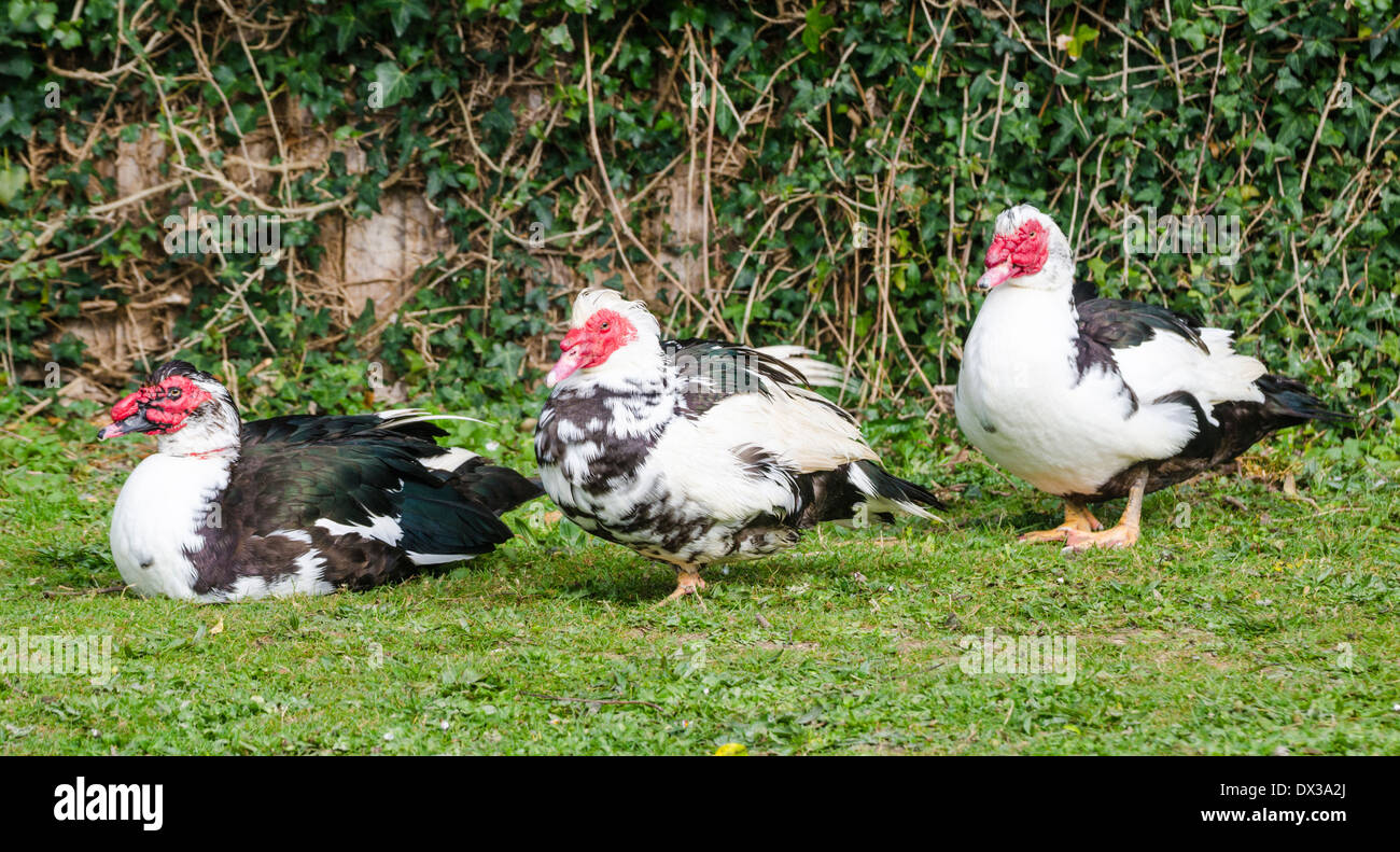 3 bianco e nero addomesticati anatra muta nel West Sussex, in Inghilterra, Regno Unito. Foto Stock