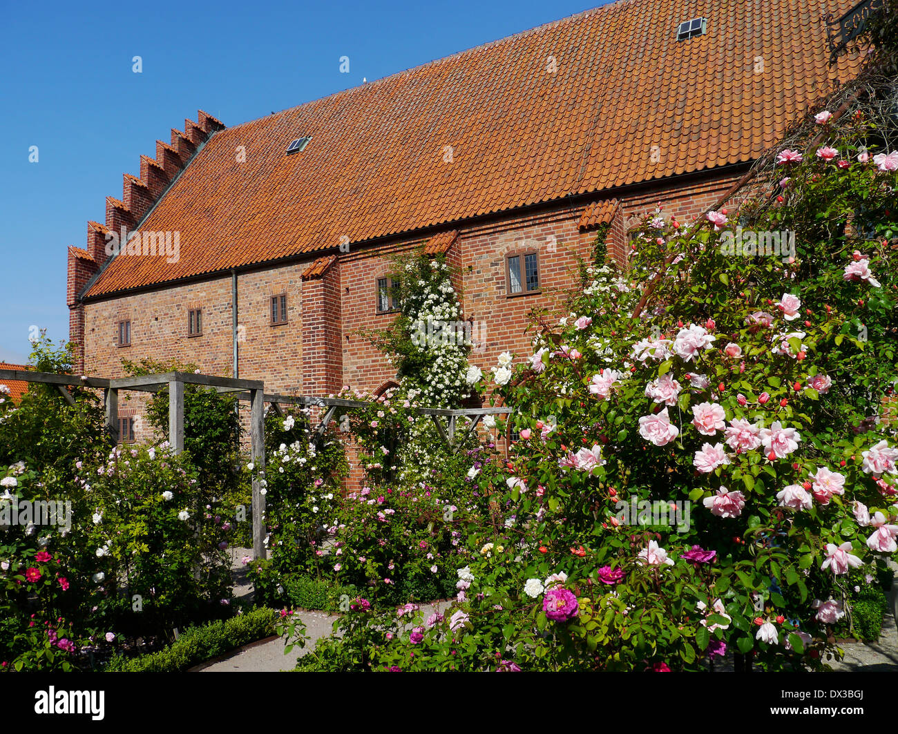 Giardino delle rose al monastero a ystad, skåne, Svezia Foto Stock