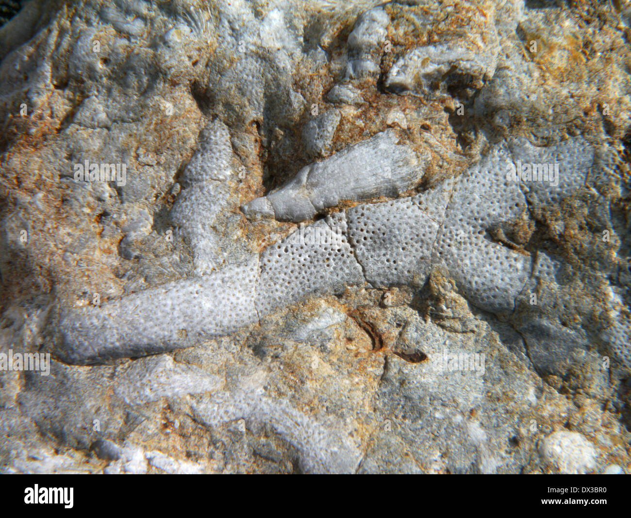 Coralli fossili, lickershamn, Gotland, Gotlands Län, Svezia Foto Stock
