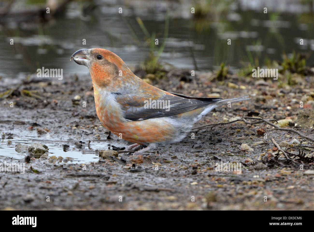 Parrot Crossbill - Loxia pytyopsittacus Foto Stock