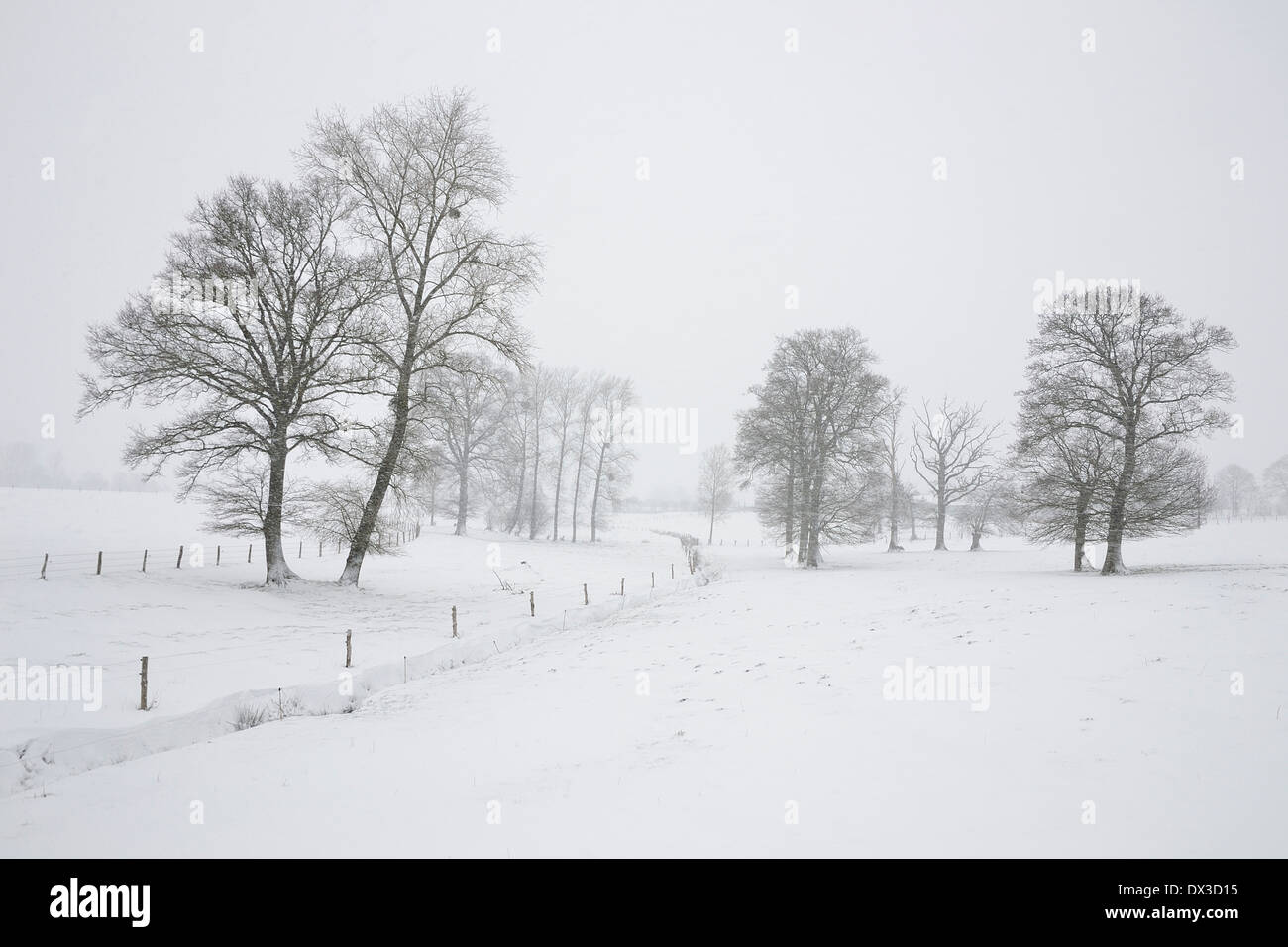 Campagna sotto la neve, querce, a nord della Mayenne, Paese della Loira, in Francia, in Europa. Foto Stock