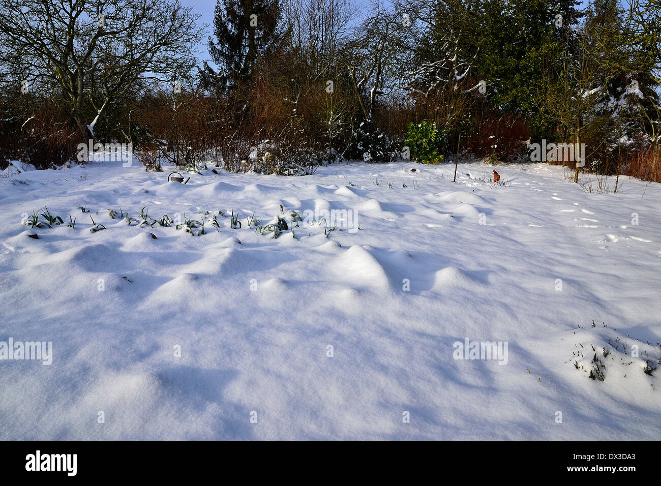 Snowy winter garden (Potager de Suzanne, Mayenne, Paese della Loira, Francia). Foto Stock