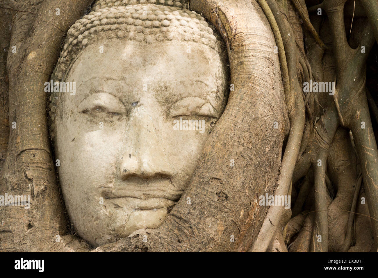 Testa di Buddha circondato da root, Wat Wat Maha That o il "Monastero del grande reliquia", Ayutthaya, Thailandia Foto Stock