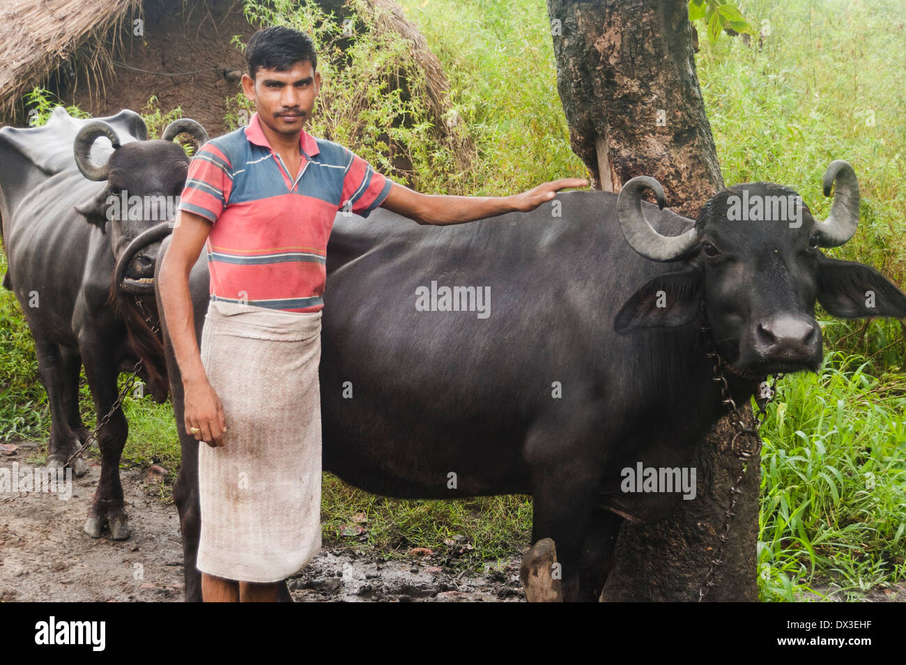 1 indian abitante uomo Buffalo di balneazione Foto Stock