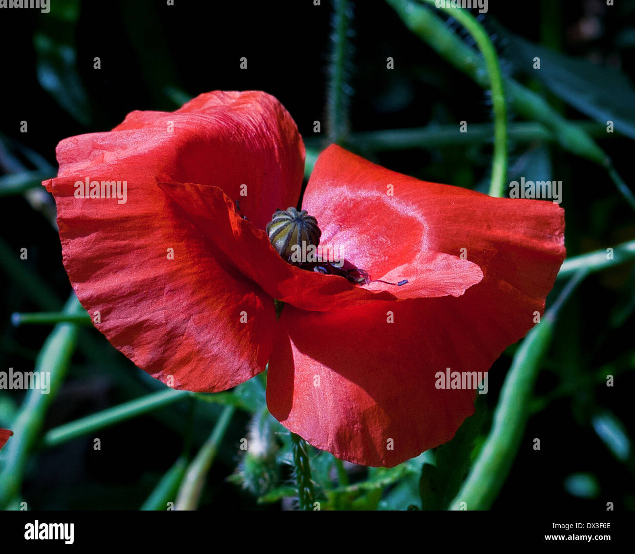 Fiore di papavero close up Foto Stock