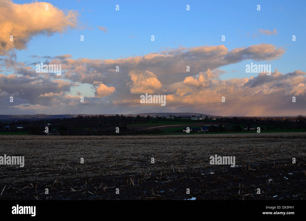 Campo di mais in inverno, dei terreni agricoli del Nord Mayenne (dipartimento Mayenne, Pays de la Loire, in Francia, in Europa). Foto Stock