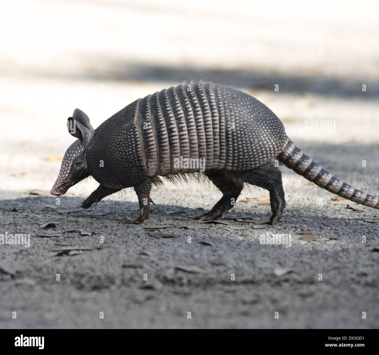 Armadillo attraversando la strada in Florida Foto Stock