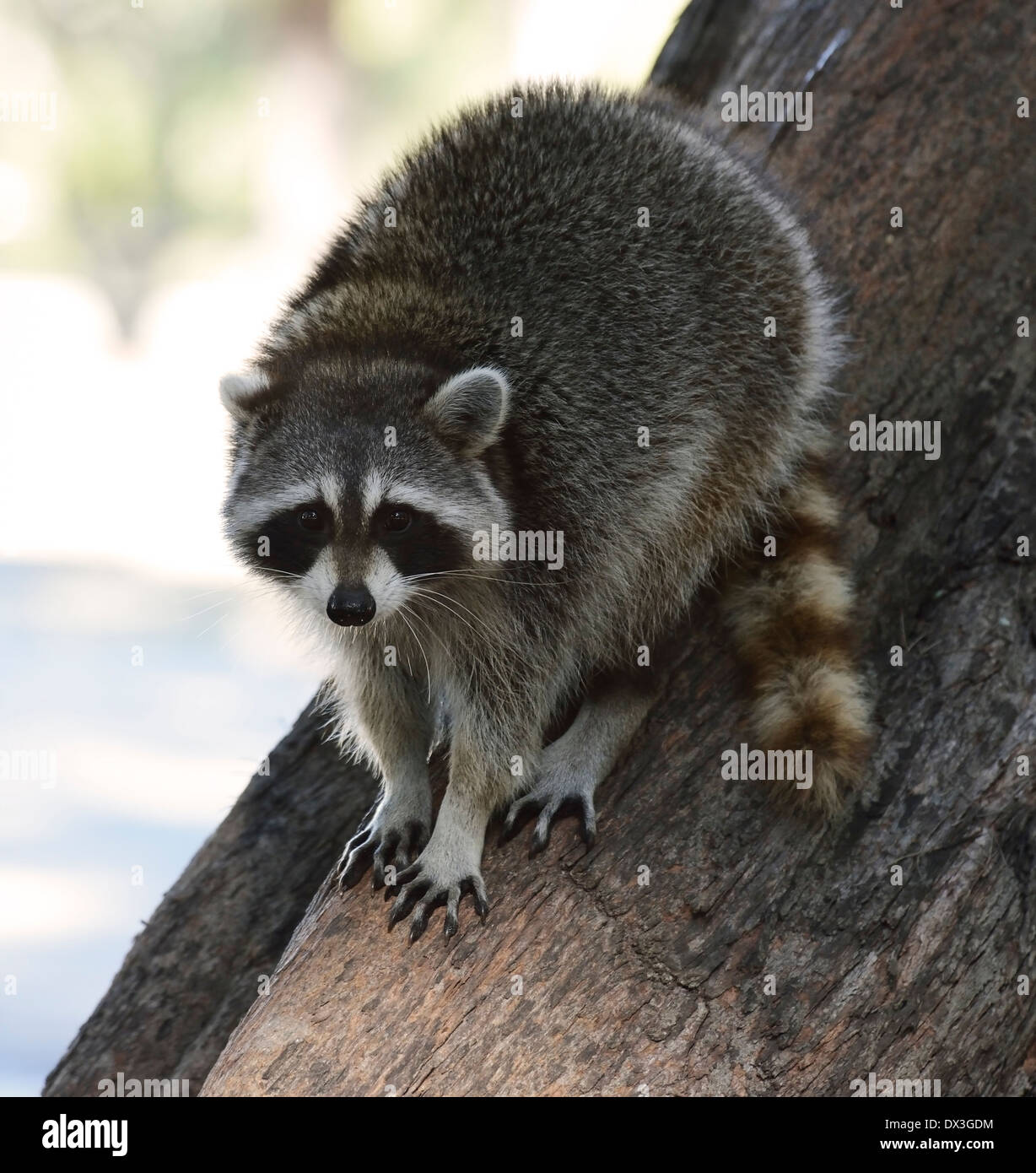 Giovani Raccoon sull'albero in Florida Park Foto Stock