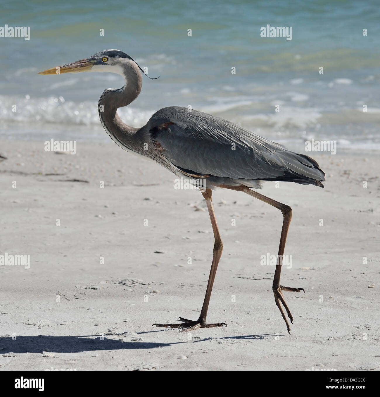 Airone blu camminando sulla spiaggia della Florida Foto Stock