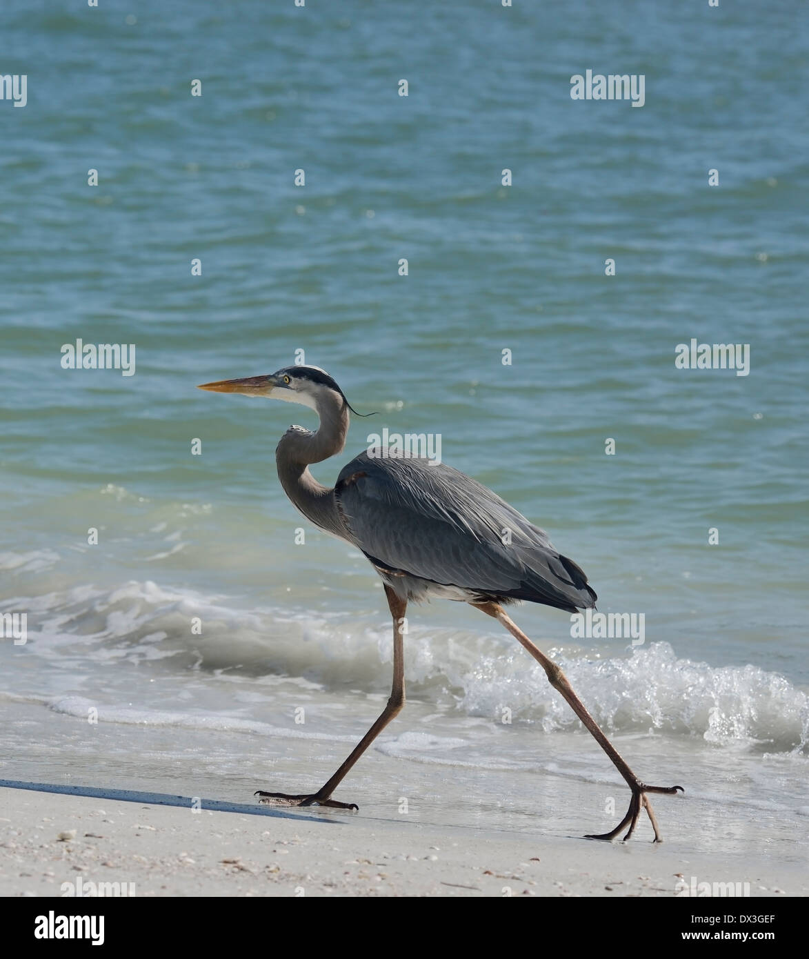 Airone blu passeggiate in spiaggia della Florida Foto Stock