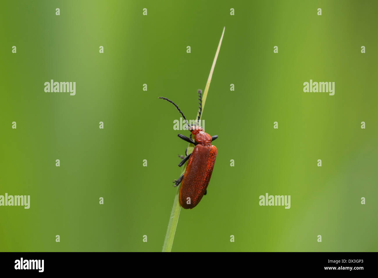 Comune soldato rosso beetle (Rhagonycha fulva) salendo reed. Bel contrasto tra il suo corpo rosso e verde sullo sfondo. Foto Stock