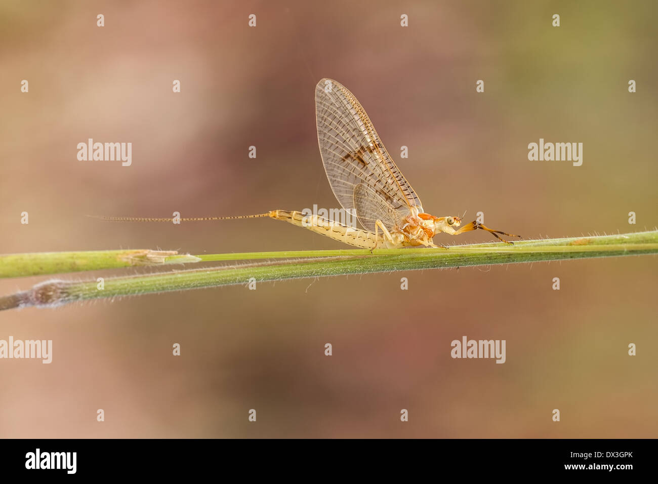 Close-up di un shadfly con un caldo colore di sfondo Foto Stock