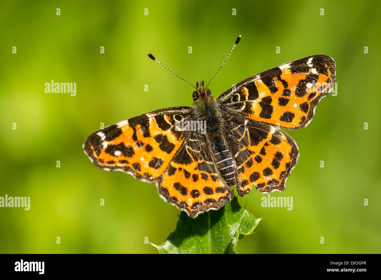 Mappa Butterfly (araschnia levana) di appoggio in erba Foto Stock