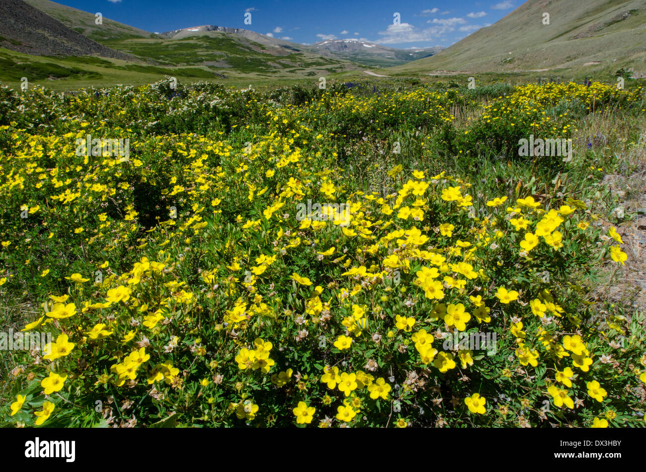 Arbustiva Cinqufoil Potentilla fruticosa Dasiphora floribunda Pentaphylloides Altai Siberia Russia Asia Foto Stock