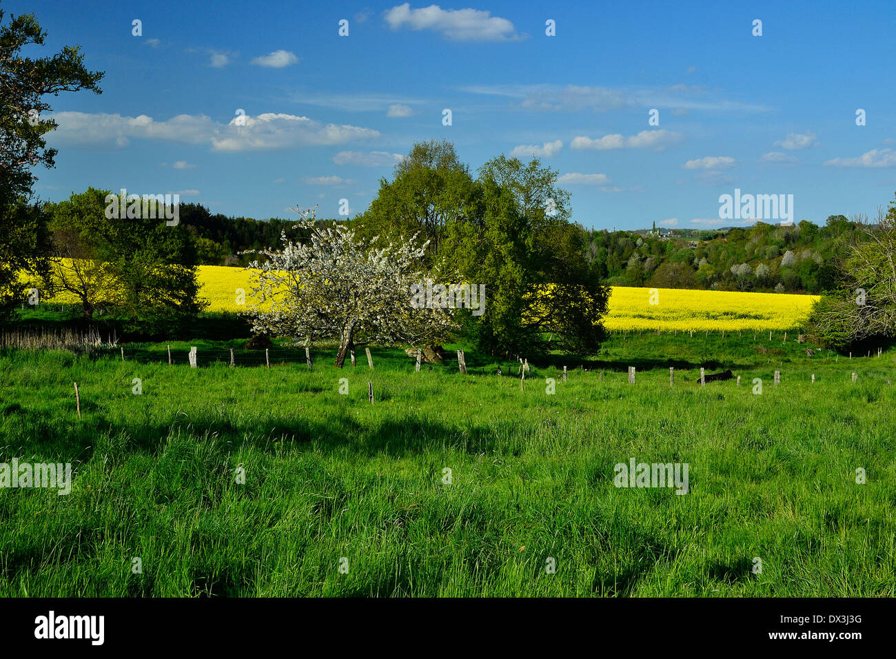 Prato e campo di colza in primavera, Nord Mayenne (dipartimento Mayenne, Paese della Loira, in Francia, in Europa). Foto Stock