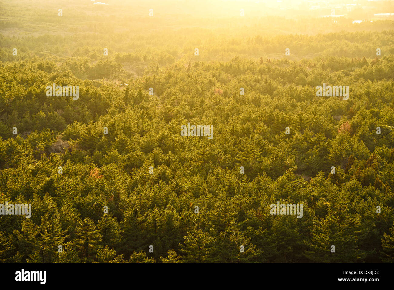 Prospettiva della foresta di colore giallo con retroilluminazione a Jeju Island Foto Stock