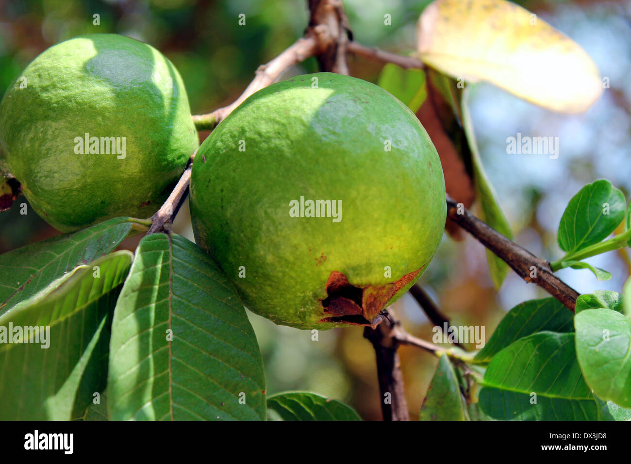 Guaiave Foto Stock