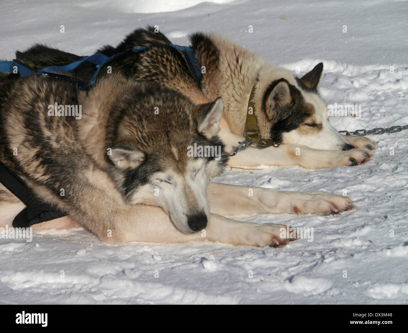 Cani da slitta in jukkasjärvi, Norrbottens län, lappland, Svezia Foto Stock