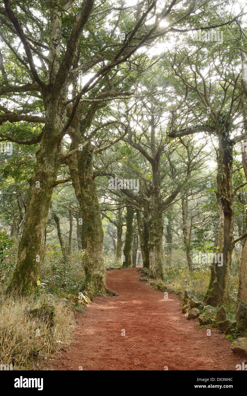 Noce moscata Forest park di Jeju Island, chiamato Bijarim in coreano Foto Stock