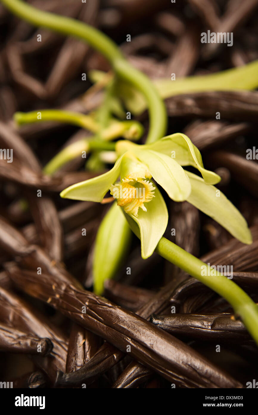 Baccelli di vaniglia e fiori, close up Foto Stock