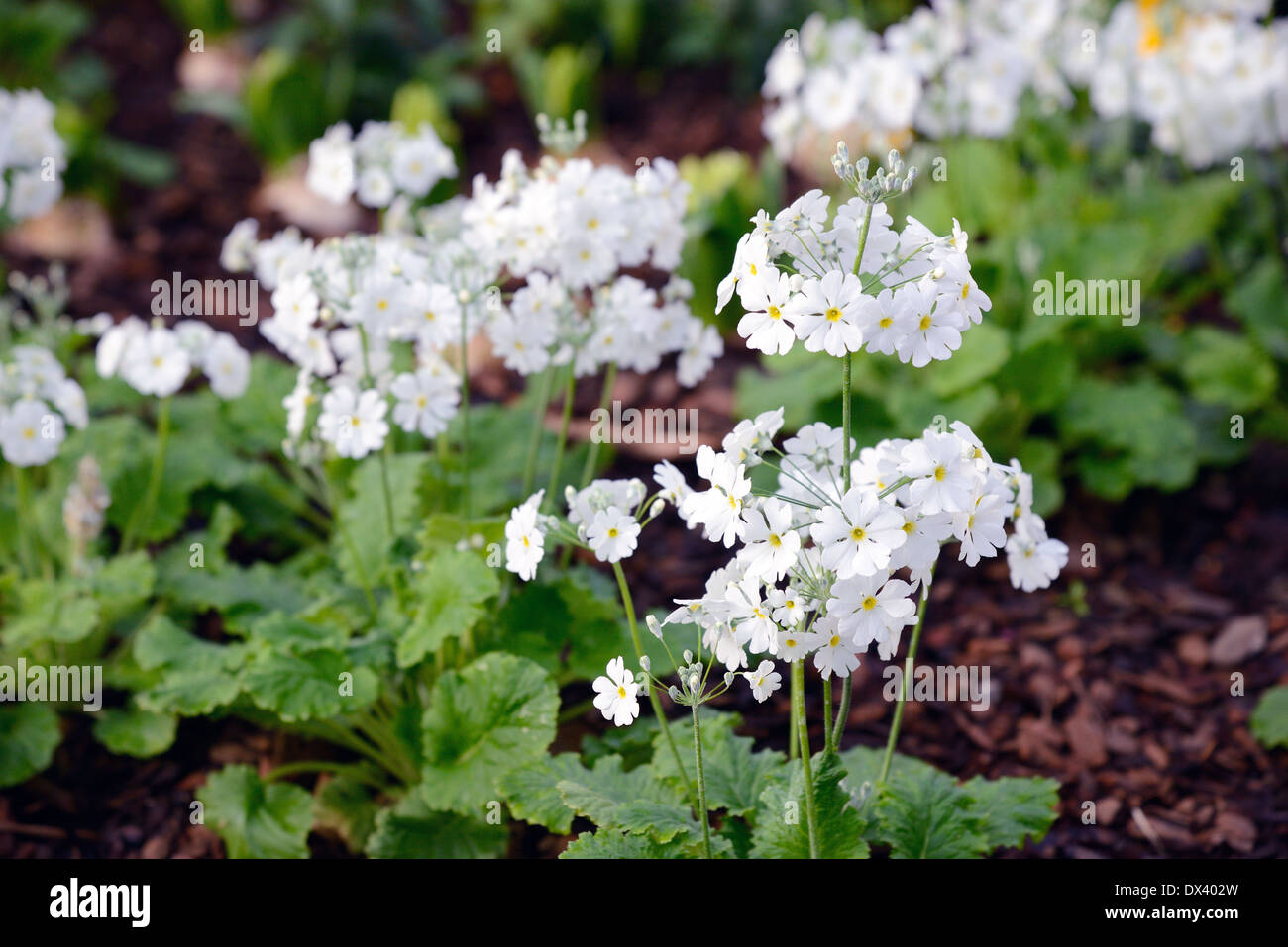 Colore bianco pieno di fiori soffiato in un giardino Foto Stock