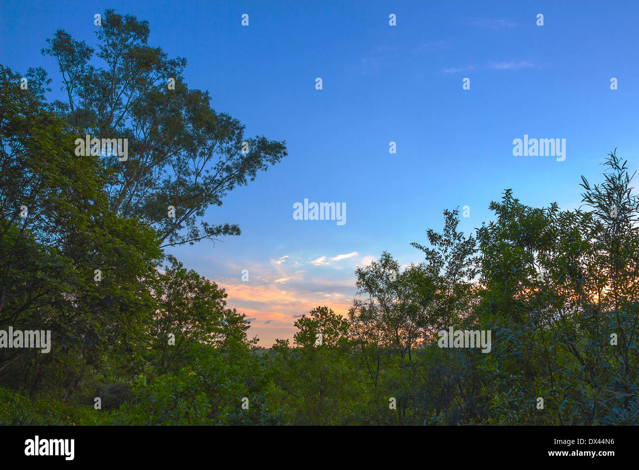 HDR verdi alberi al tramonto Foto Stock