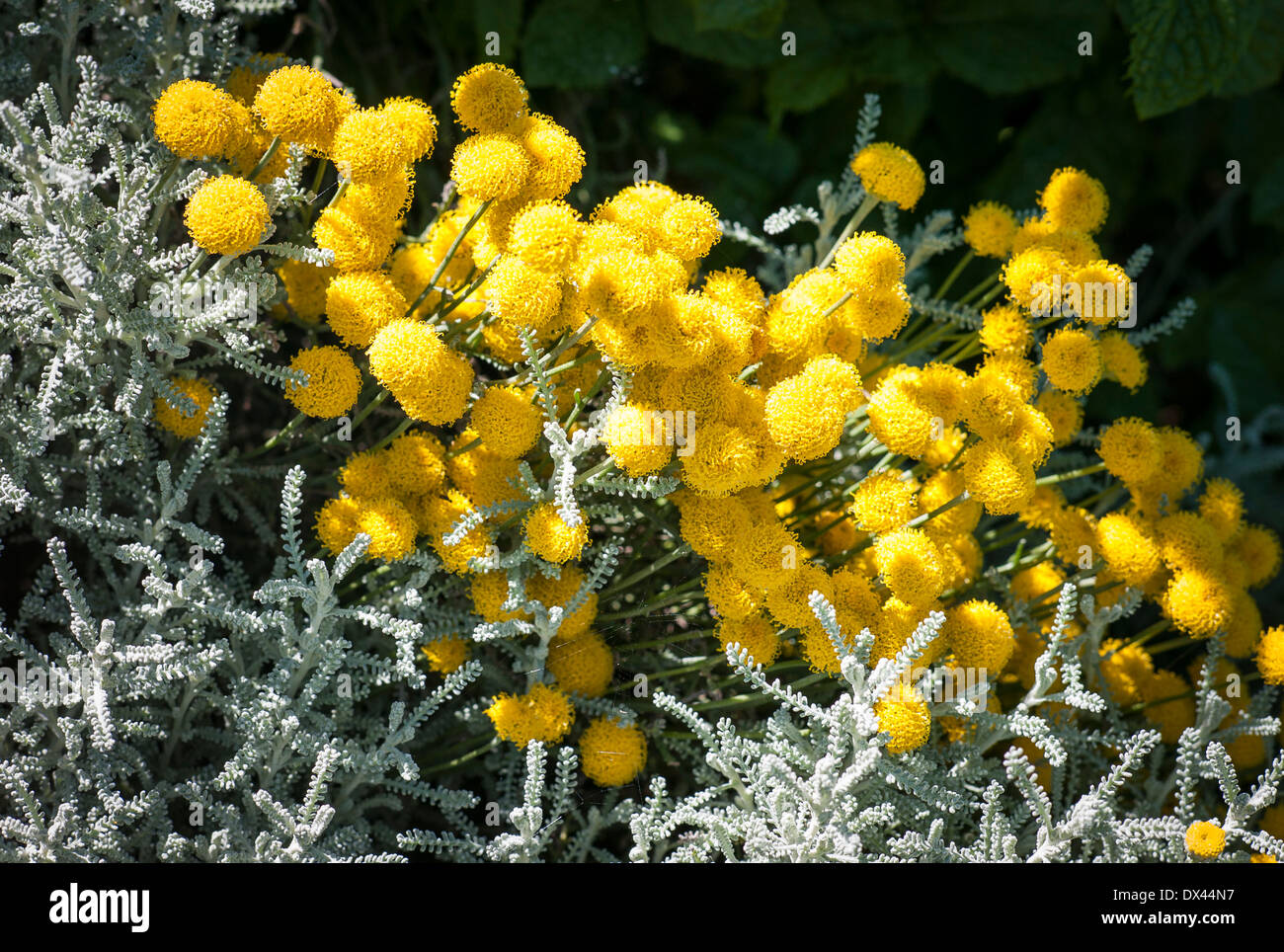 Fioritura Santolina Neapolitana con foglie d'argento Foto Stock