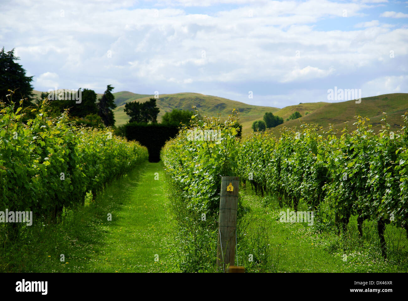 Vigneto di Hawkes Bay Nuova Zelanda Foto Stock