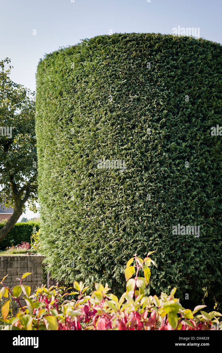 Forma cilindrica di Leylandii isolato albero NEL REGNO UNITO Foto Stock