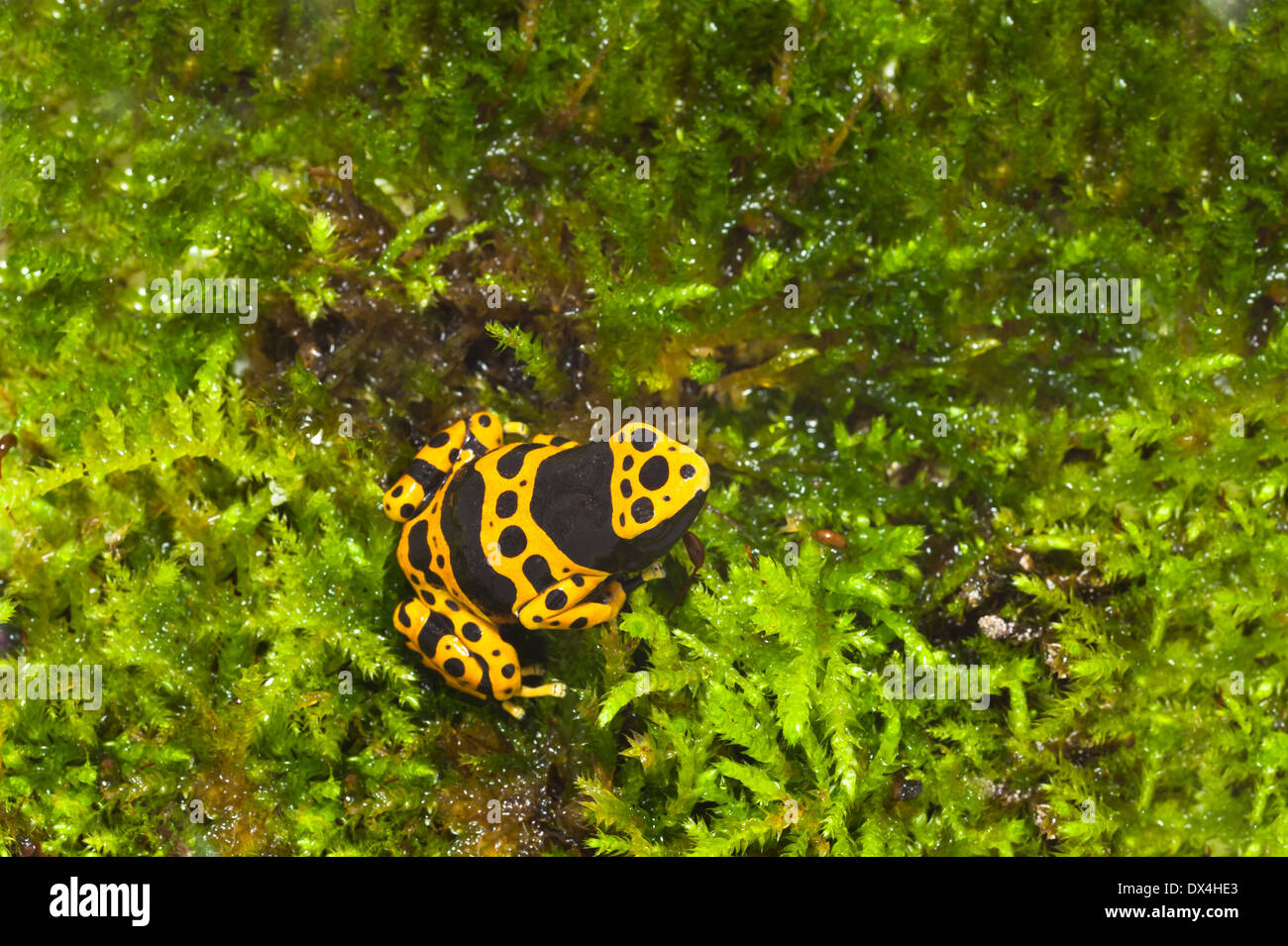 Dendrobates leucomelas Foto Stock