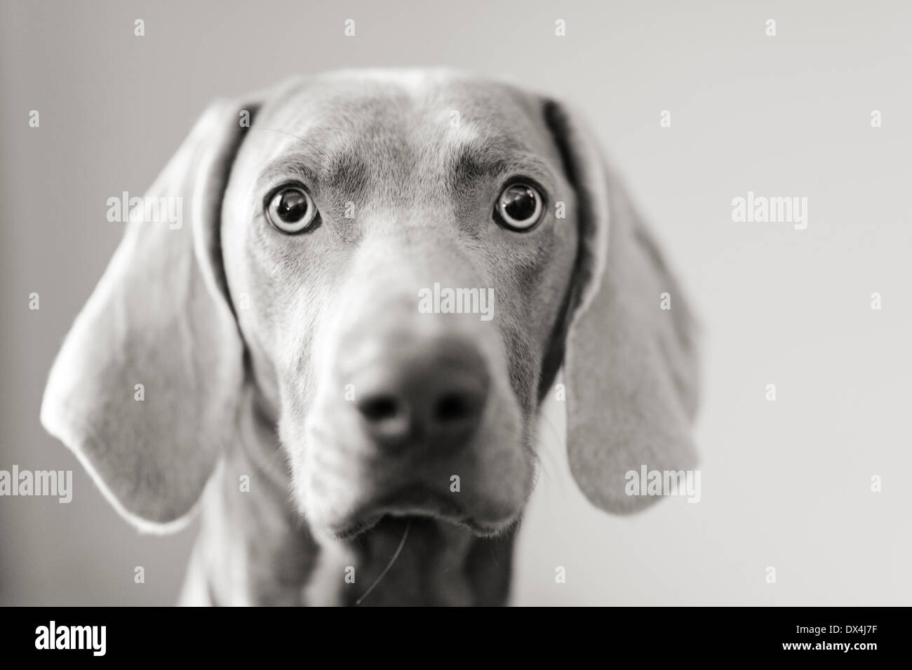 Un giovane cane Weimeraner con occhi potenti. Cane da caccia intelligente e tedesco che è anche un fedele se energico animale domestico. Guardarti. Foto Stock