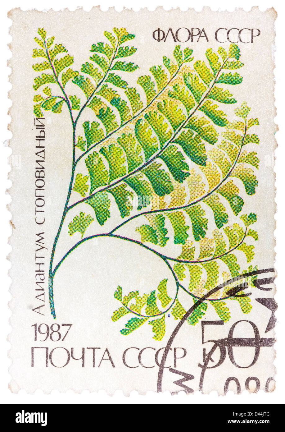 Unione Sovietica - circa 1987: un timbro stampato in URSS mostra Maidenhair, circa 1987. Foto Stock