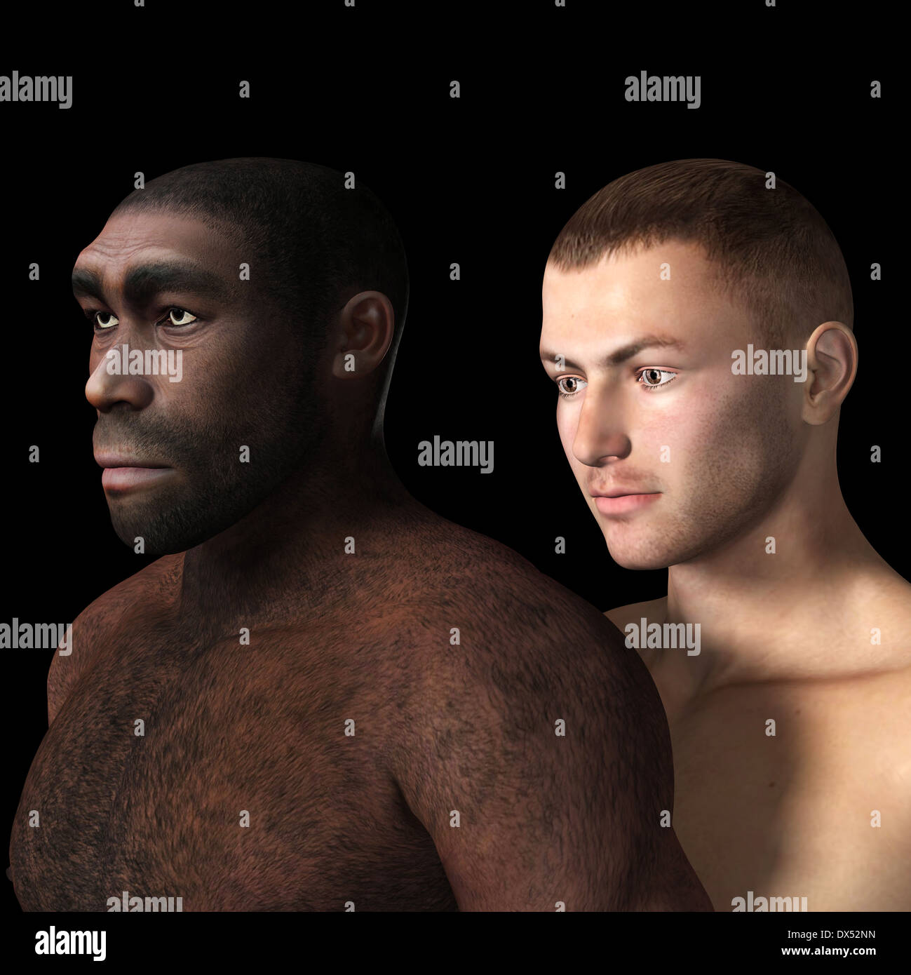 Illustrazione digitale del homo erectus Foto Stock