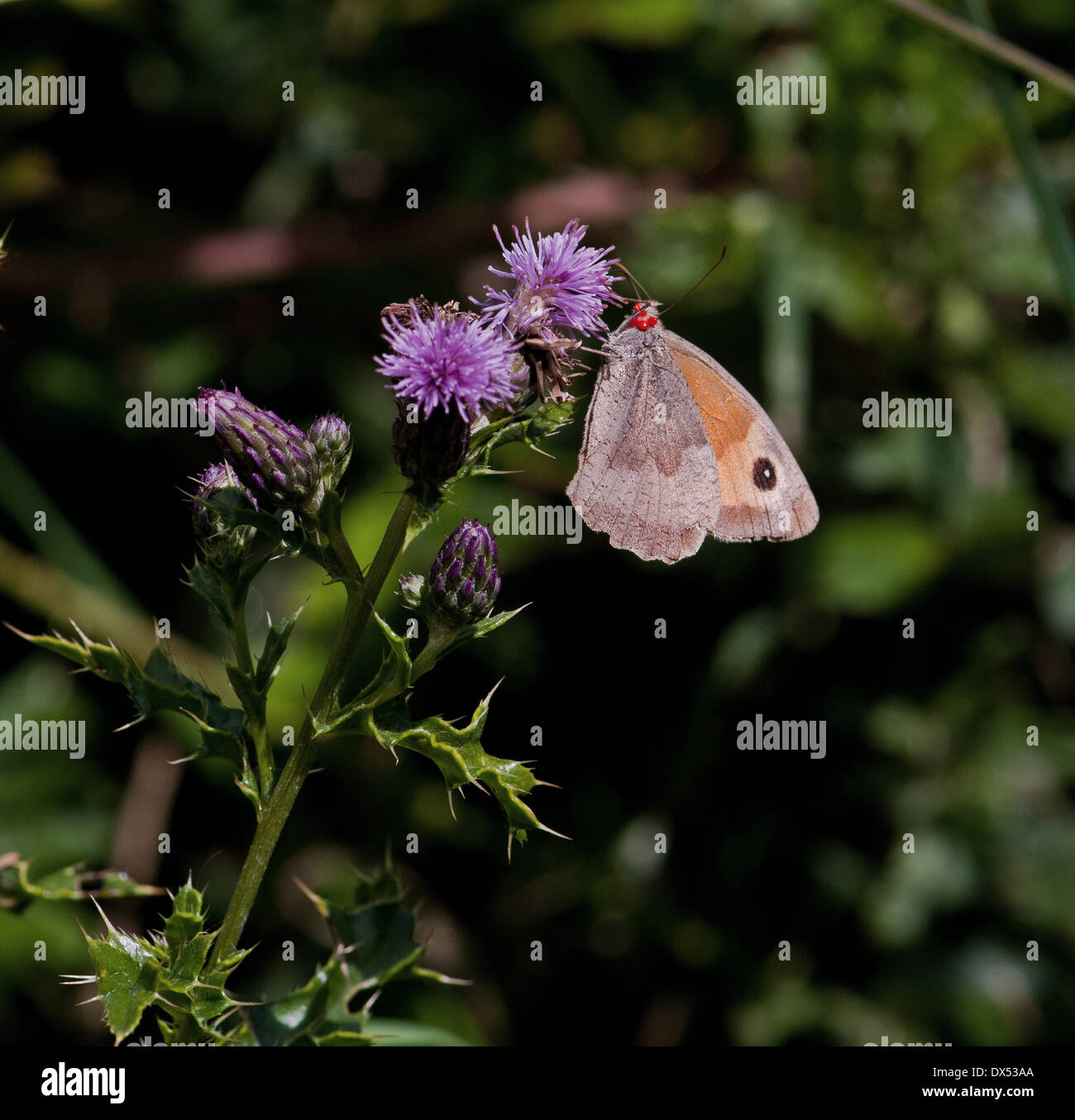 Small Heath Butterfly con parassiti rosso intorno alla testa Coenonympha pamphilous Foto Stock