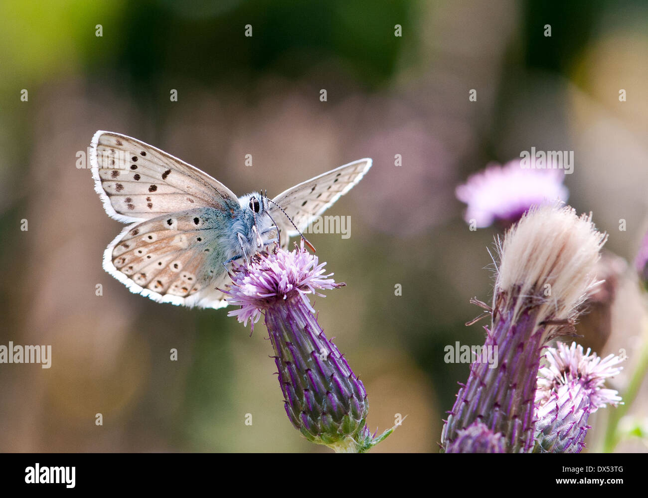 Comune di Blue Butterfly seduto su Purple thistle Polyommatus icarus Foto Stock