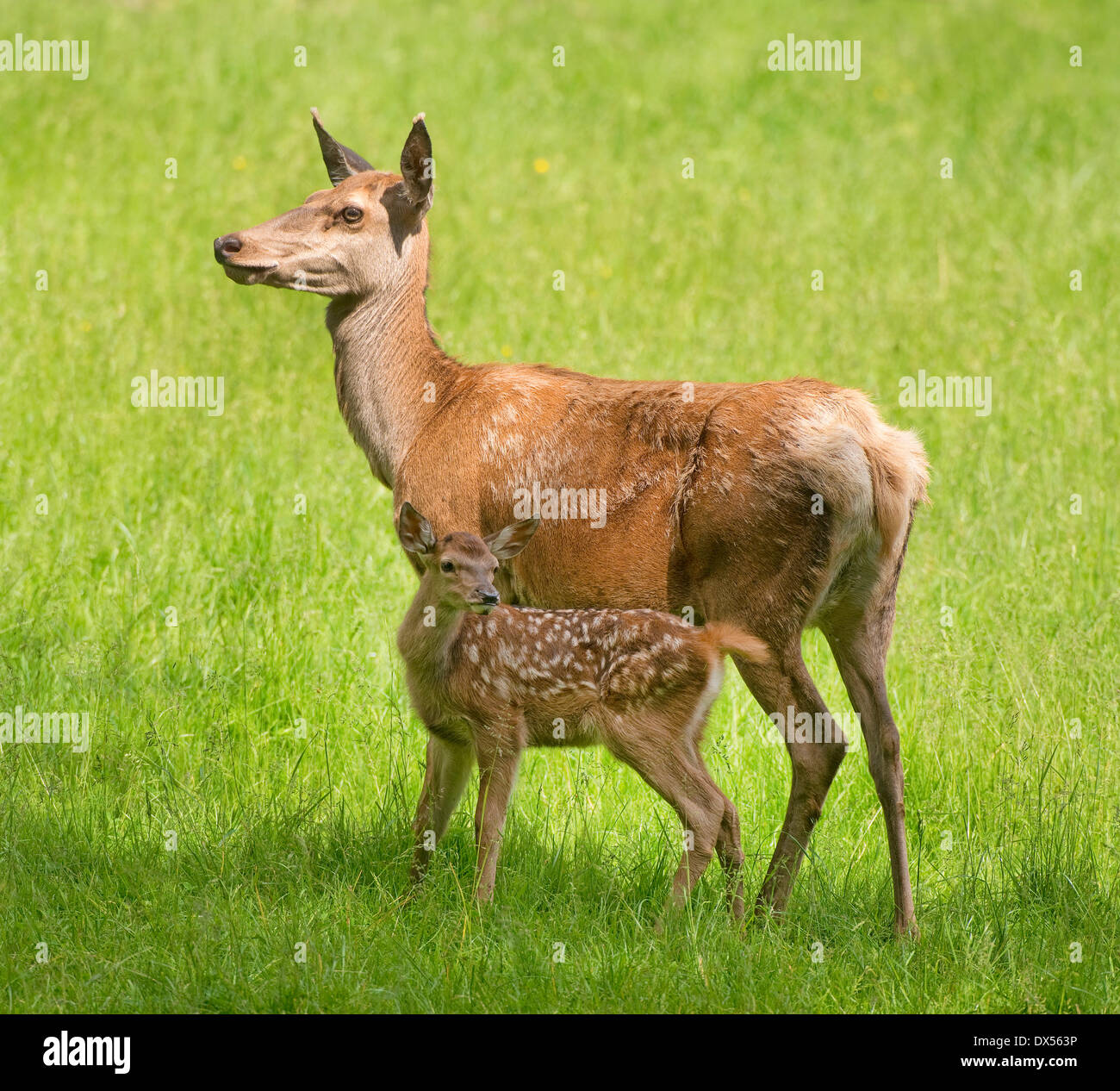 Il cervo (Cervus elaphus), hind con capretta, in piedi su un prato, captive, Baviera, Germania Foto Stock