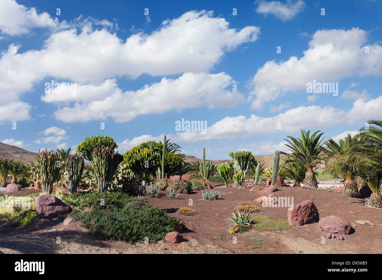 Gli alberi di palma, cactus e piante di euforbia, Las Playitas, Fuerteventura, Isole Canarie, Spagna Foto Stock