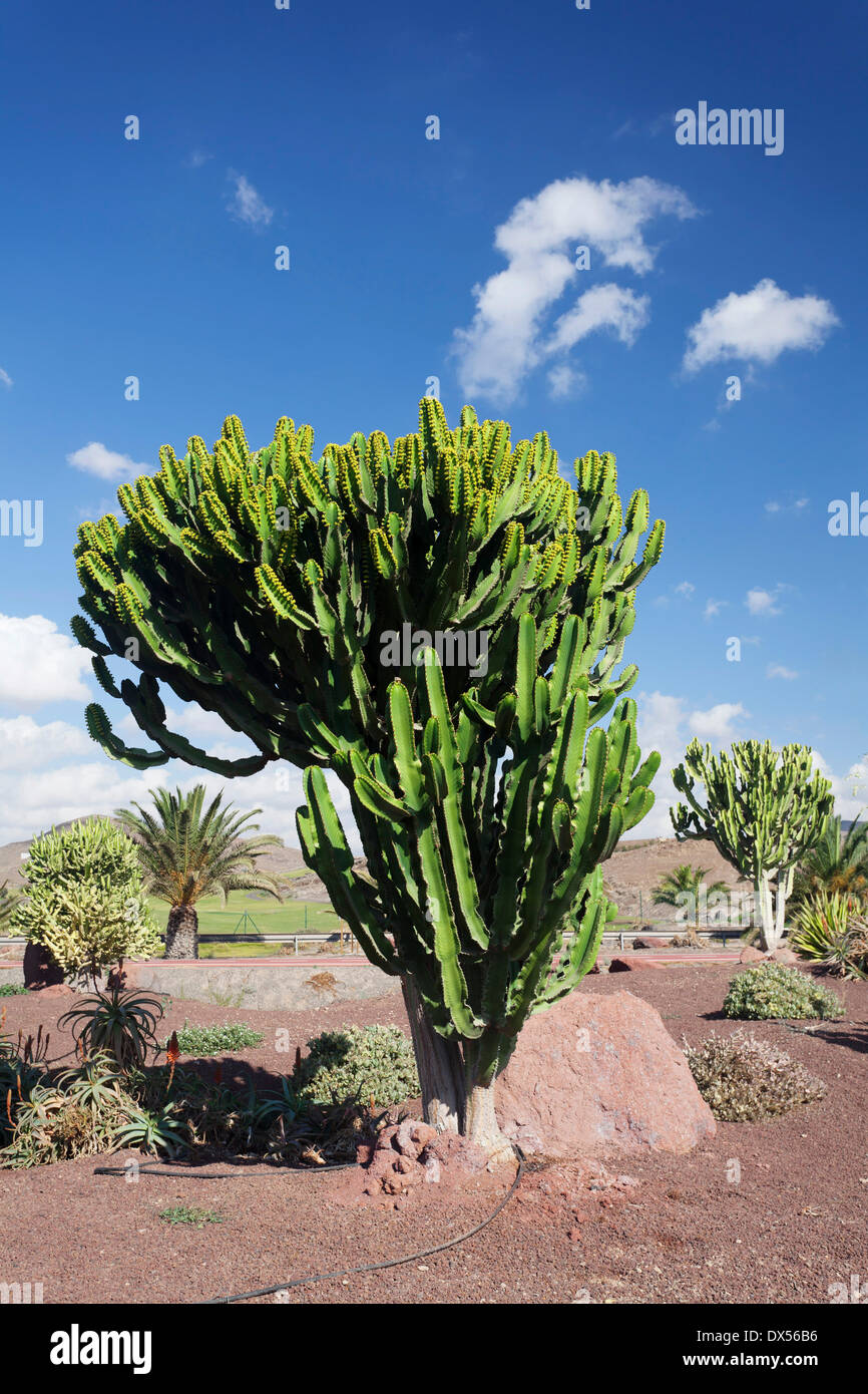 Vegetali di Euphorbia (Euphorbiaceae), Las Playitas, Fuerteventura, Isole Canarie, Spagna Foto Stock