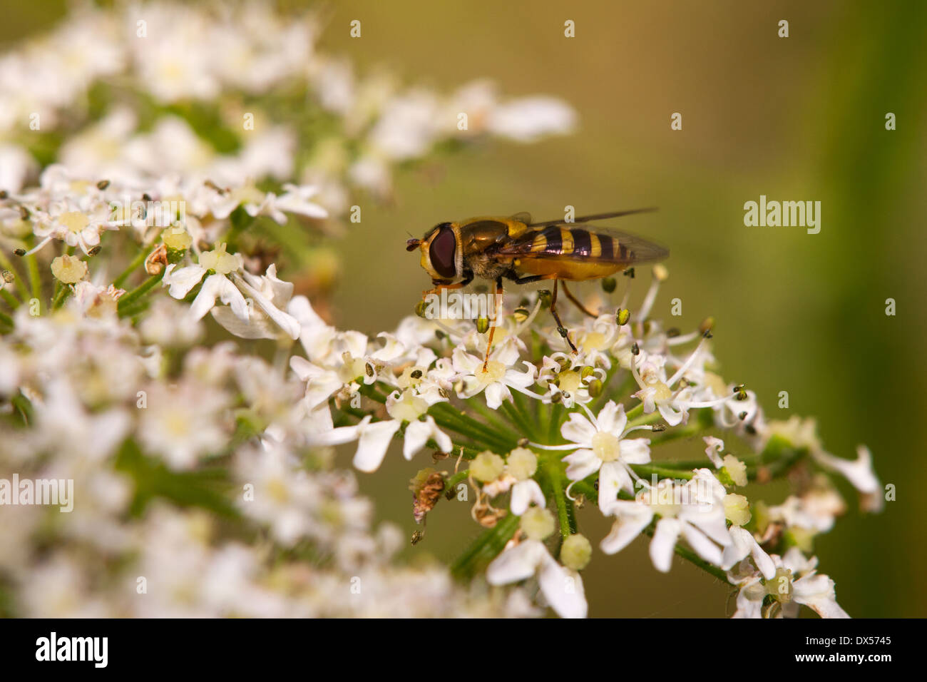 Specie Hoverfly feedinh su un fiore Umbellifer testa Foto Stock
