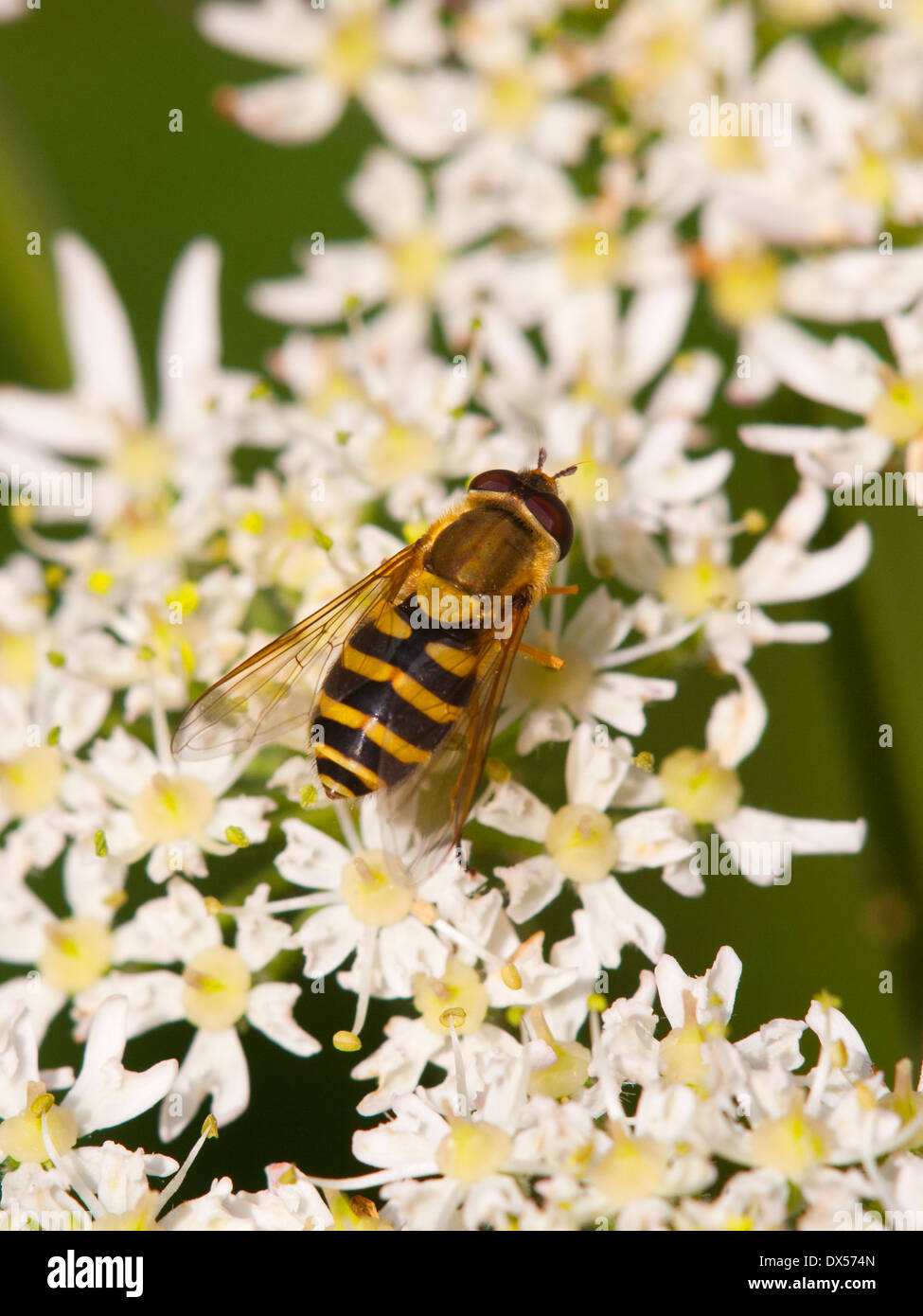 Specie Hoverfly alimentazione su un fiore umbellifer testa Foto Stock