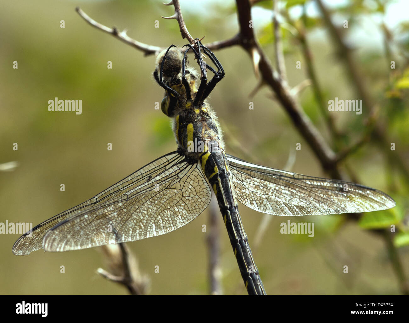 Dragonfly eating spider Foto Stock