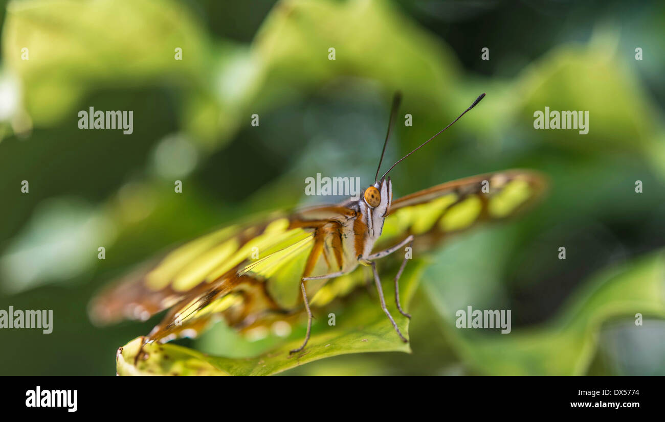 Malachite (Siproeta stelenes), originario del Sud America, captive, Butterfly House, giardino botanico, Monaco di Baviera, Baviera superiore Foto Stock