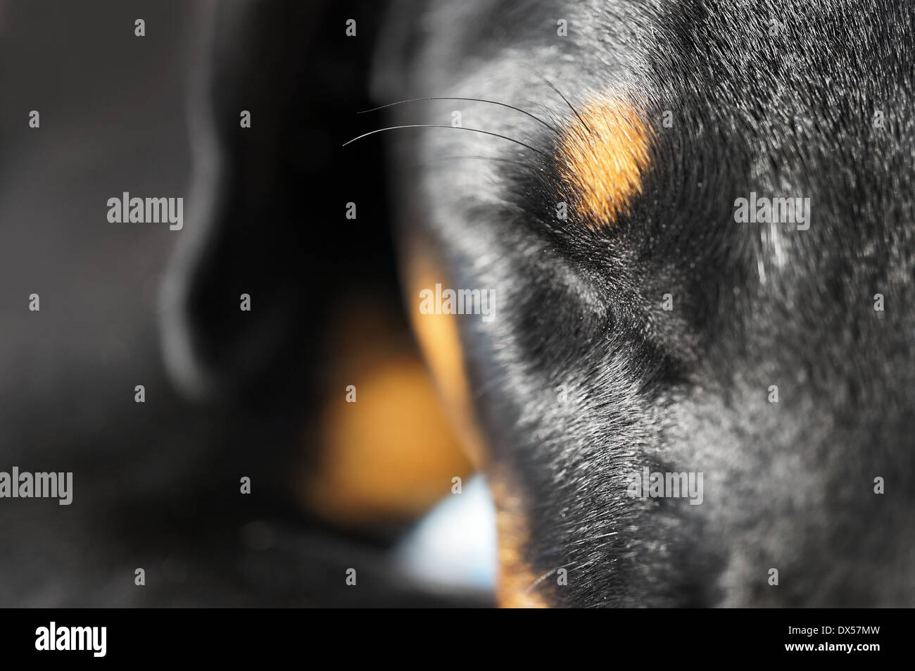 Vista da vicino in un occhio chiuso di un doberman cane, cane a pelo, doberman appoggiata Foto Stock